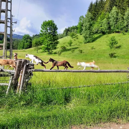 Domalek Pod Zlotym Kogutem Kudowa-Zdrój