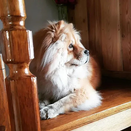 Jaktstuga Domalek Pod Zlotym Kogutem Kudowa-Zdrój