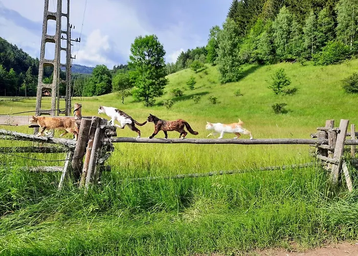 Domalek Pod Zlotym Kogutem Кудова-Здруй