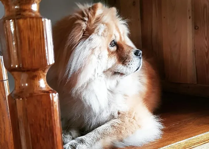 Lodge Domalek Pod Zlotym Kogutem Kudowa-Zdrój